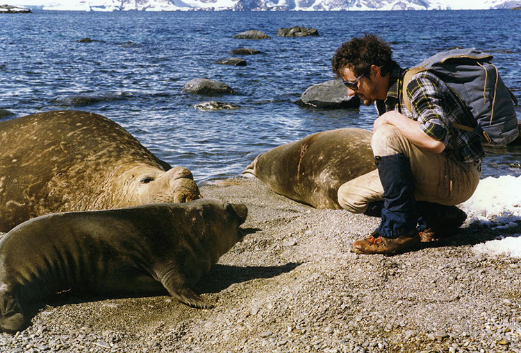 Southern Elephant Seals - Mirounga leonina - Antarctica fact file